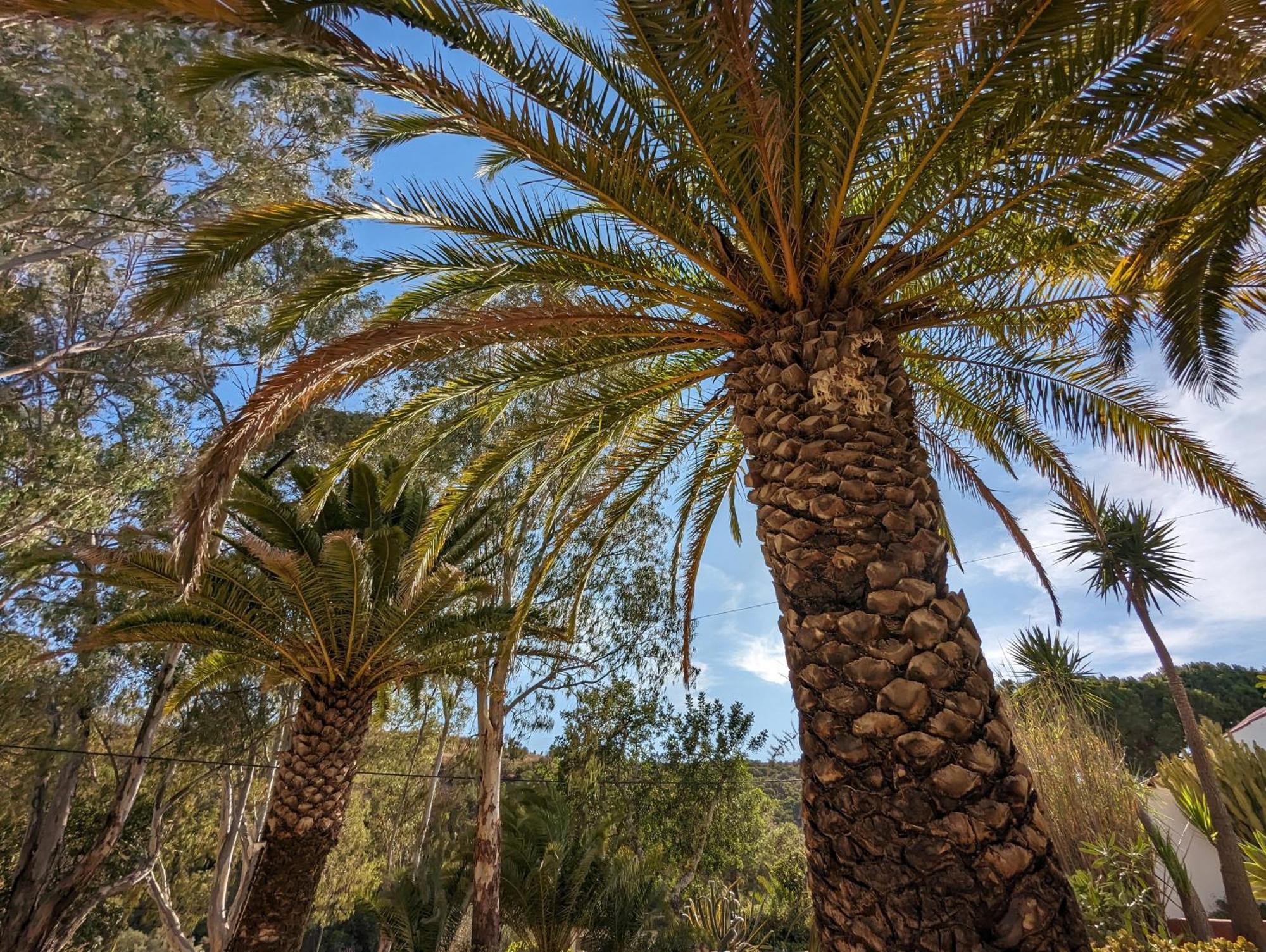 Montes de Cima Casa Do Palmeiral - Hoom B&B מראה חיצוני תמונה